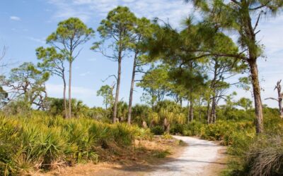 Caladesi Island State Park: Essential Tips & Must-Know Info for Your Visit!