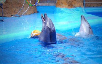 Exploring The Clearwater Marine Aquarium: Things To Know Before Visiting!