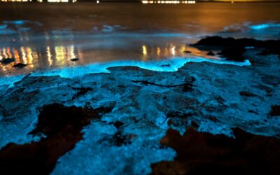 7 Best Cocoa Beach Bioluminescence Tours!