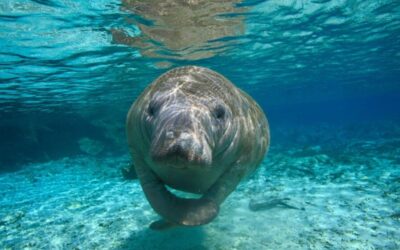 The Best Crystal River Manatee Tours For Your Visit!