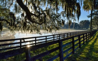 Orlando To Ocala: How To Get There & Stops To Make!