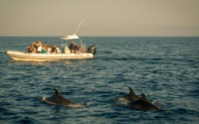 4 Best Dolphin Cruises In Pensacola Beach For Your Visit!