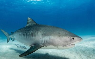 4 Best Shark Tours In Key West For An Ultimate Adventure!